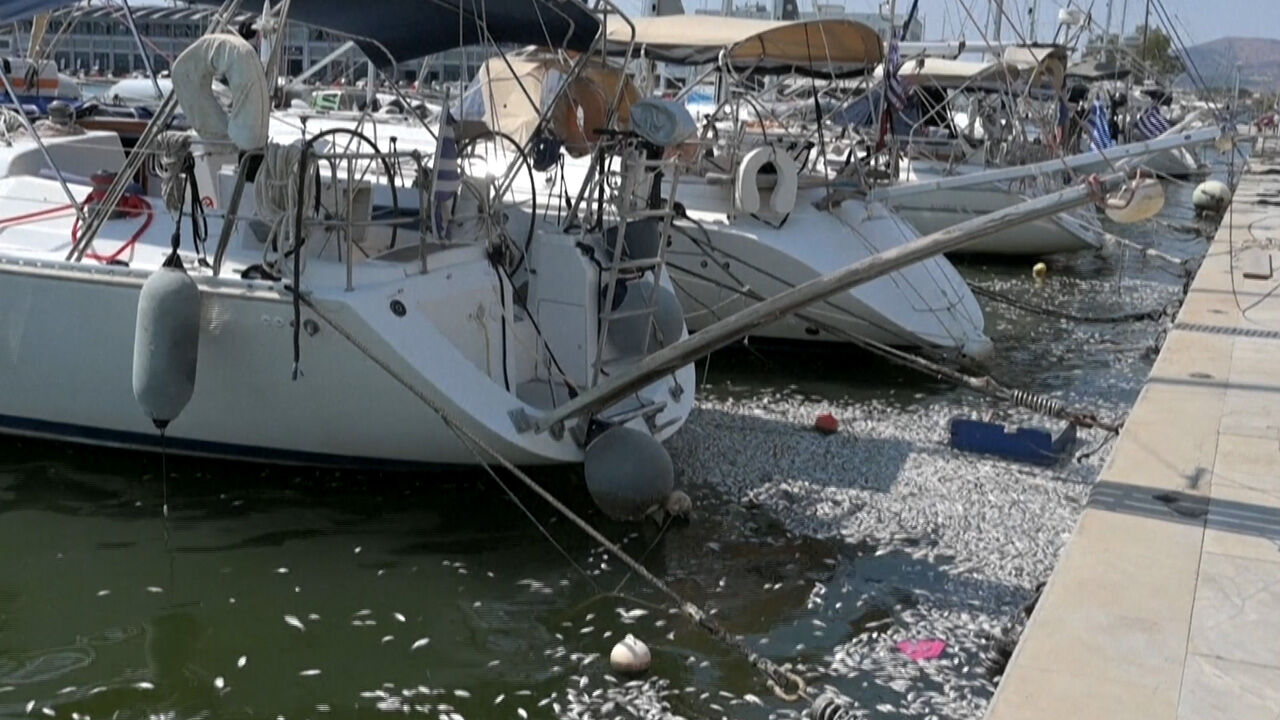Kötü koku ünlü tatil bölgesine yayıldı! Yunanistan'ın 'ölü balık' kâbusu sürüyor - 2. Resim