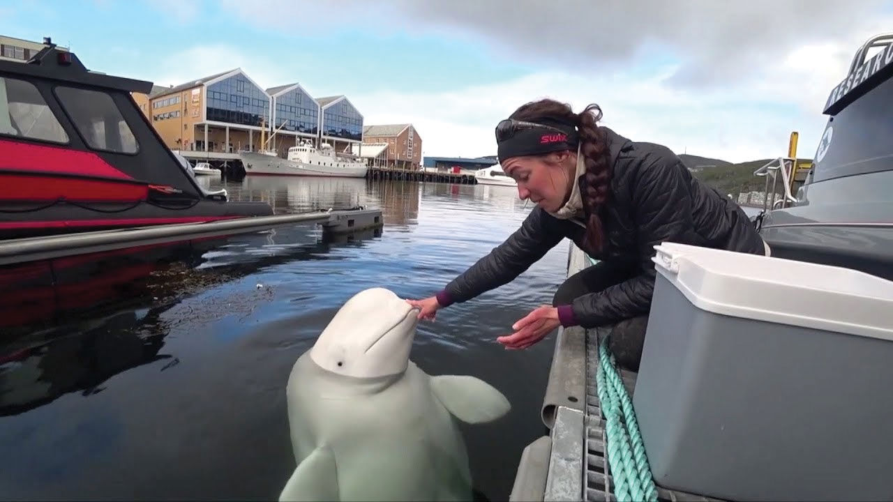 Rus ordusunun eğittiği iddia edilen 'casus balina' Hvaldimir öldü - 3. Resim