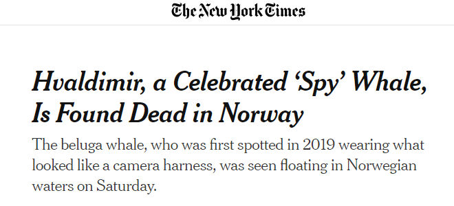 Rus ordusunun eğittiği iddia edilen 'casus balina' Hvaldimir öldü - 1. Resim