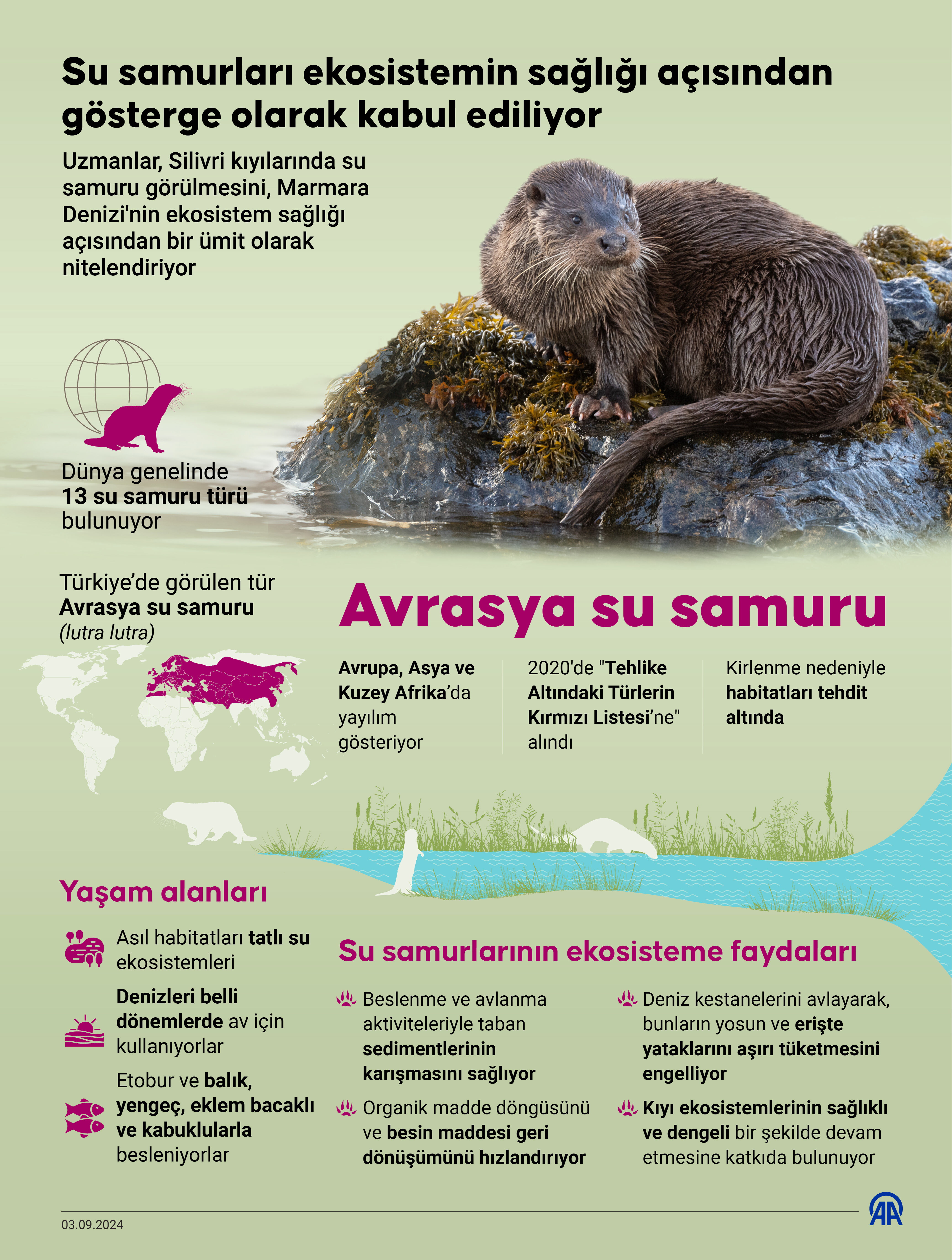 Deniz temizliğinde önemli bir ölçü: Su samuru! - 1. Resim