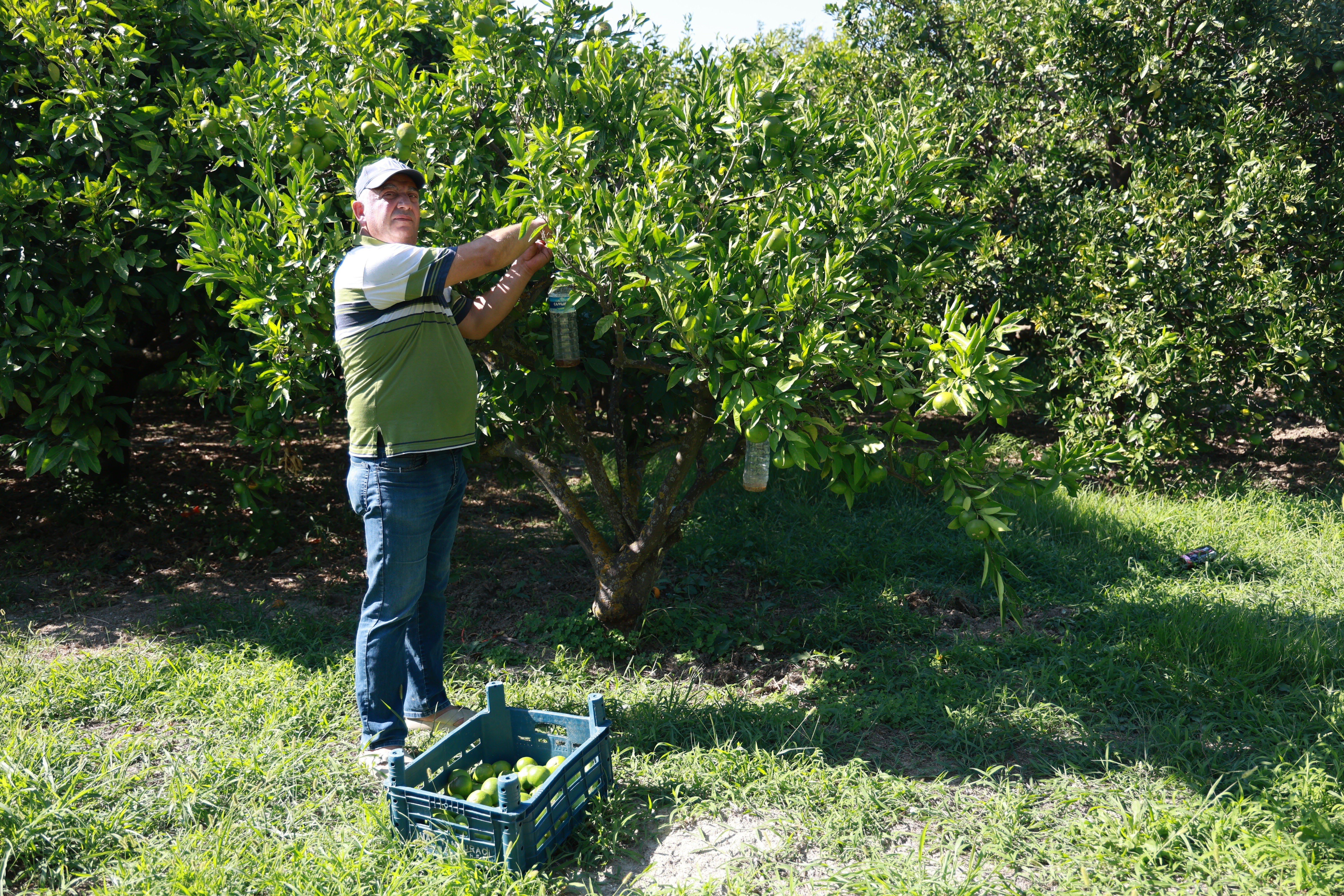 Günlük 1.000 liraya çalışacak işçi bulamıyorlar! 10 dönümlük bahçeyi tek başına hasat ediyor - 1. Resim