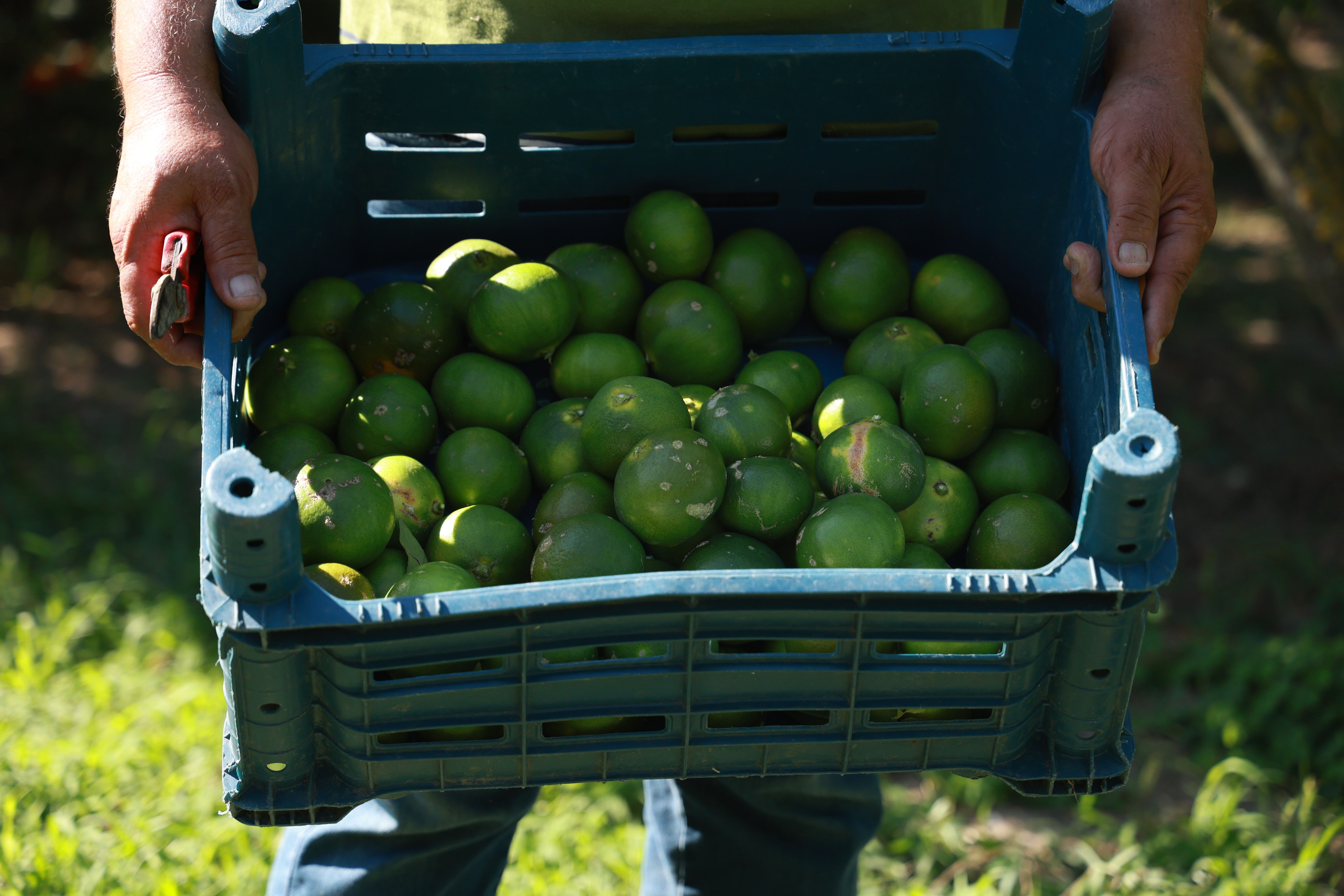 Günlük 1.000 liraya çalışacak işçi bulamıyorlar! 10 dönümlük bahçeyi tek başına hasat ediyor - 3. Resim