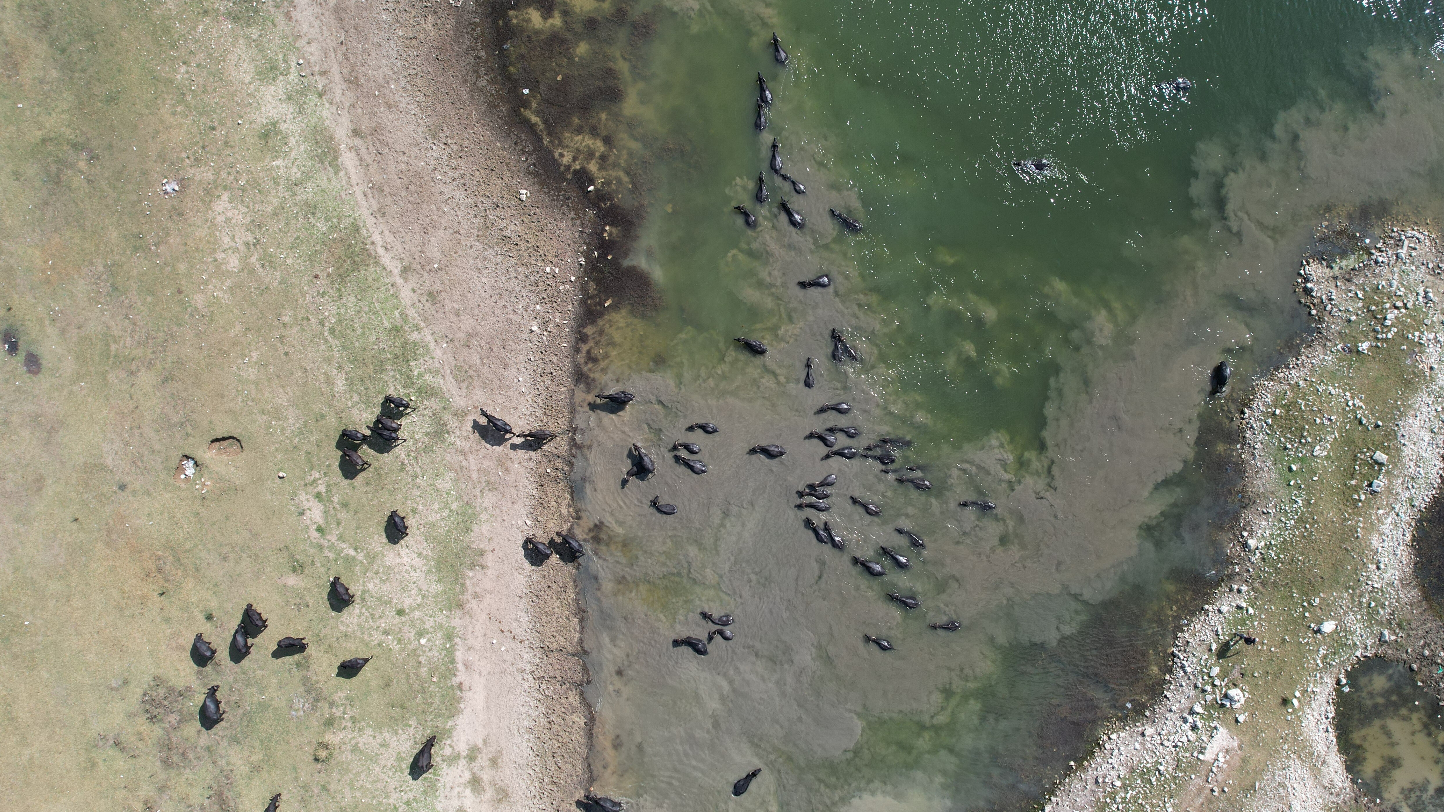 İstanbul'da Afrika'yı aratmayan görüntüler! Sürünün yolculuğu dron ile kaydedildi - 2. Resim