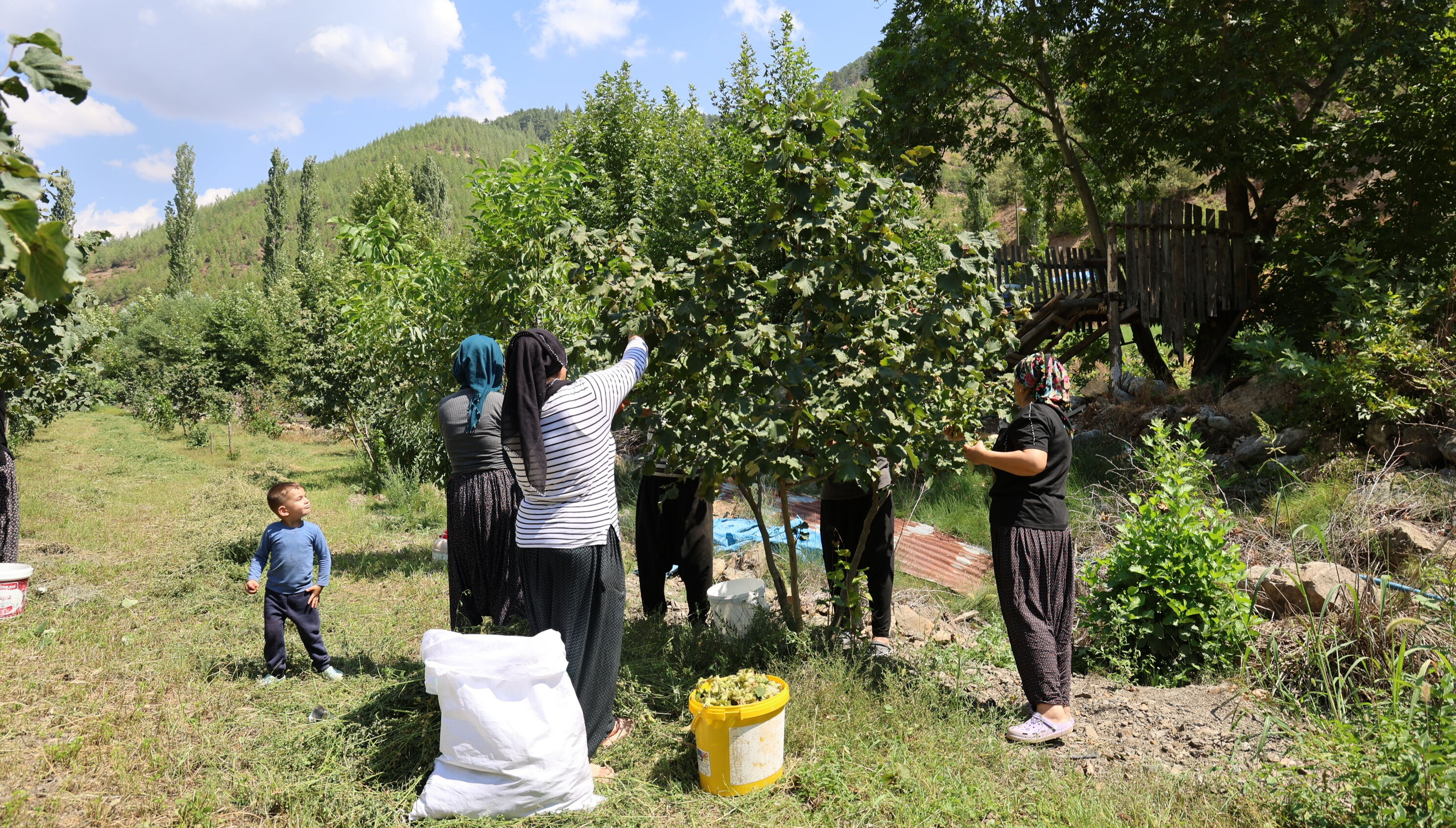 Adana'da fındık ekti, görenler inanamadı: Karadeniz'den daha iddialıyız... - 2. Resim