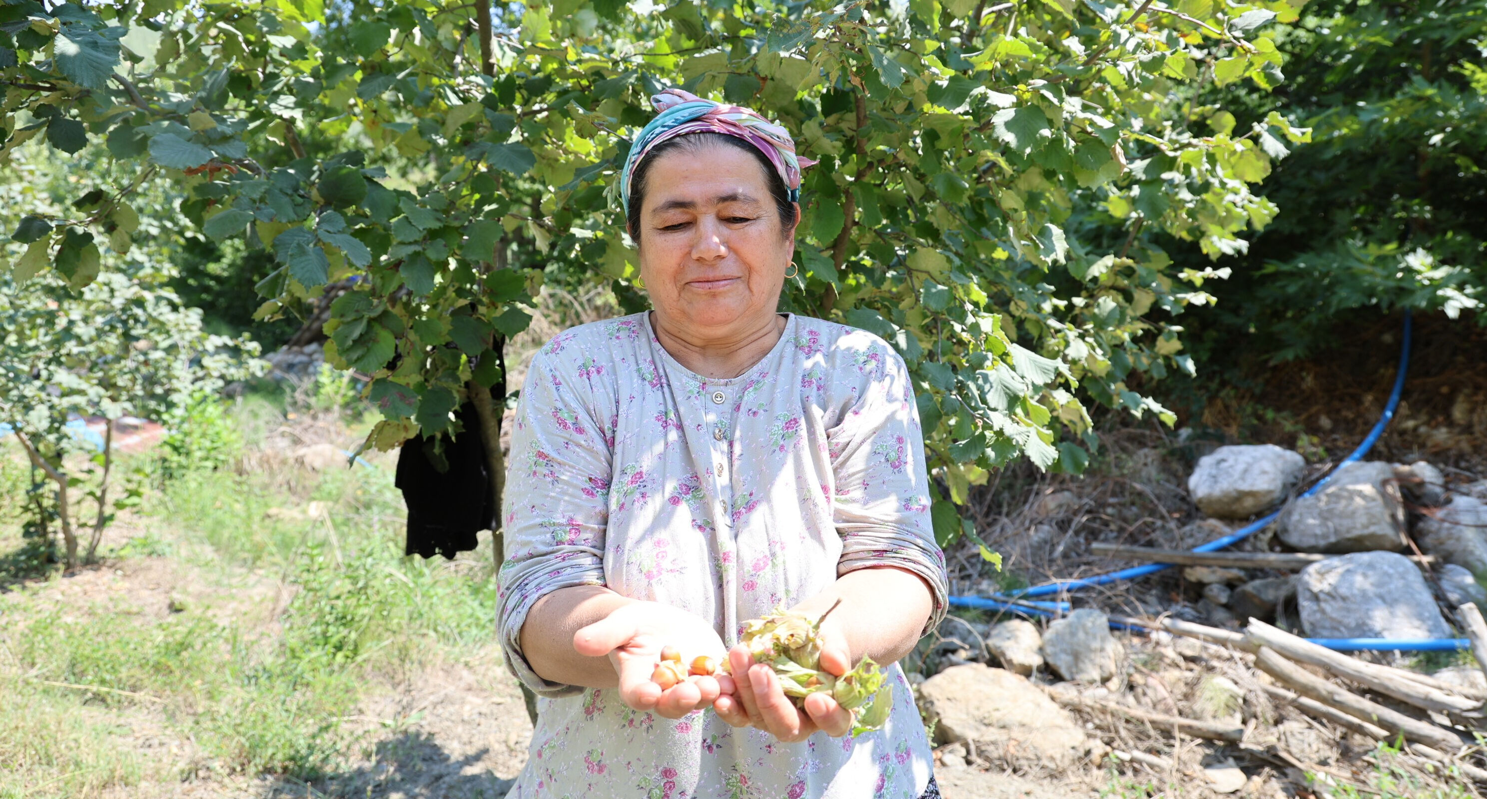 Adana'da fındık ekti, görenler inanamadı: Karadeniz'den daha iddialıyız... - 1. Resim