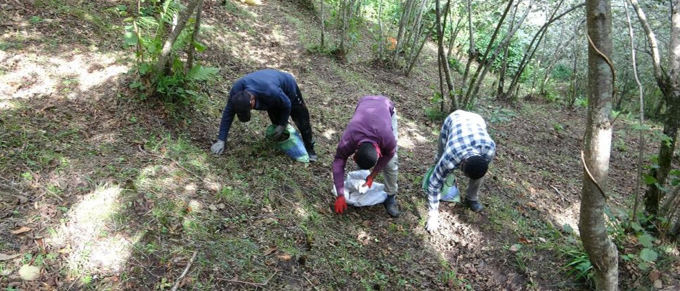 Afrikalı öğrenciler para biriktirmek için Giresun'da fındık topluyor Afrikalı öğrenciler para biriktirmek için Giresun'da fındık topluyor - 1. Resim