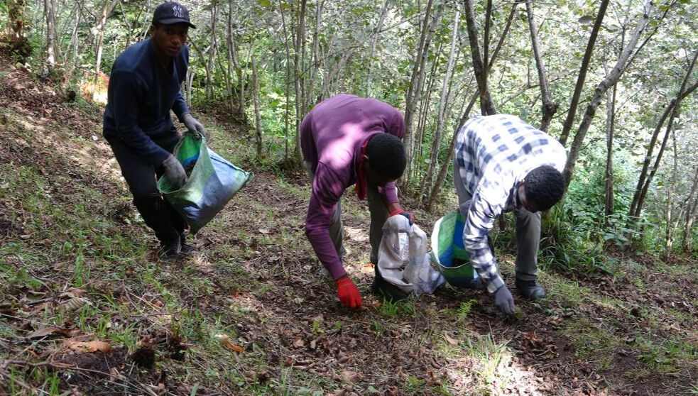 Afrikalı öğrenciler para biriktirmek için Giresun'da fındık topluyor Afrikalı öğrenciler para biriktirmek için Giresun'da fındık topluyor - 3. Resim