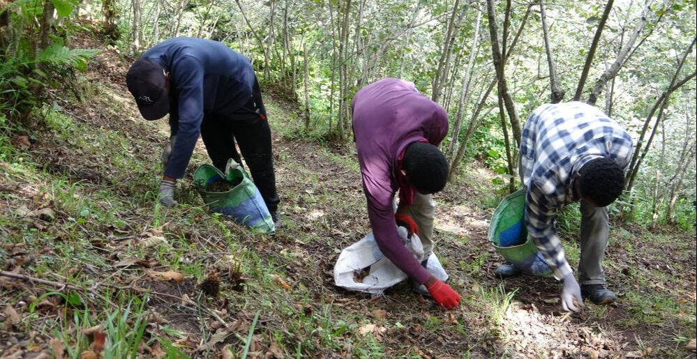 Afrikalı öğrenciler para biriktirmek için Giresun'da fındık topluyor Afrikalı öğrenciler para biriktirmek için Giresun'da fındık topluyor - 2. Resim