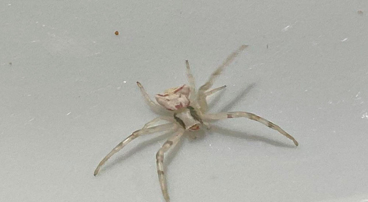 Antalya'da ortaya çıktı görünce şoke oldu: İnsan yüzlü örümceği sahiplendi karınca ile besliyor - 1. Resim