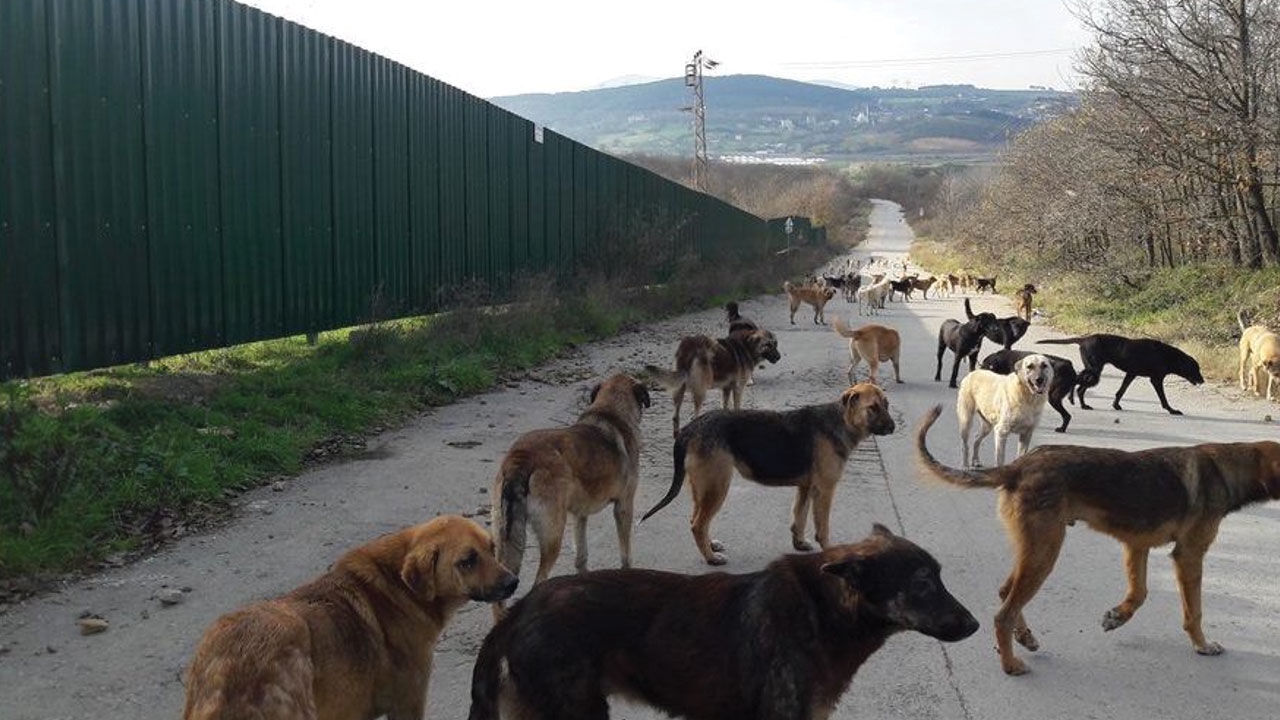 AYM'nin gündeminde sahipsiz köpekler var! Yasal düzenlemenin 16 maddesi için başvurulmuştu - 3. Resim