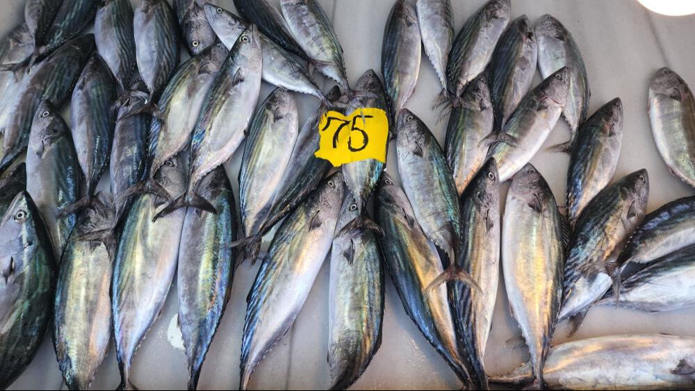 Palamut akın etti! 4 günde 100 ton yakaladılar - 1. Resim