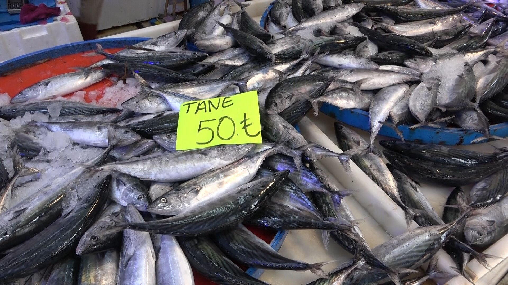 Palamut bolluğu etiketleri değiştirdi! Fiyatlar yarı yarıya düştü - 3. Resim