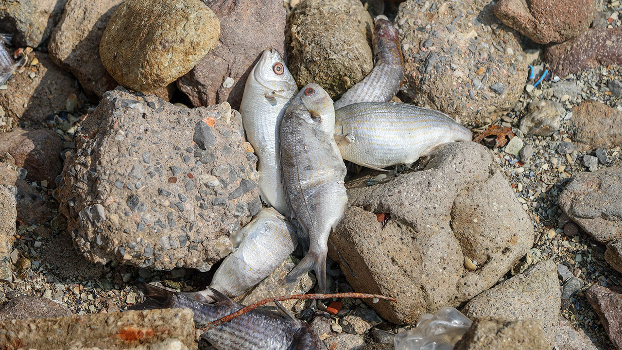 Bakan Murat Kurum'dan İzmir Körfezi'ndeki kirlilik hakkında açıklama: Amonyak miktarı olması gerekenden 50 kat fazla - 3. Resim