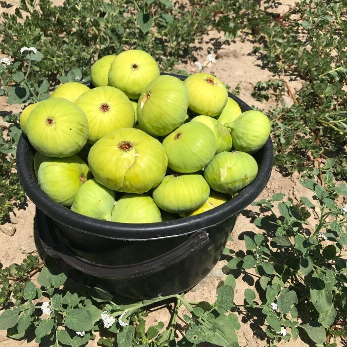 Behnat inciri coğrafi işaretle tescillendi - 1. Resim