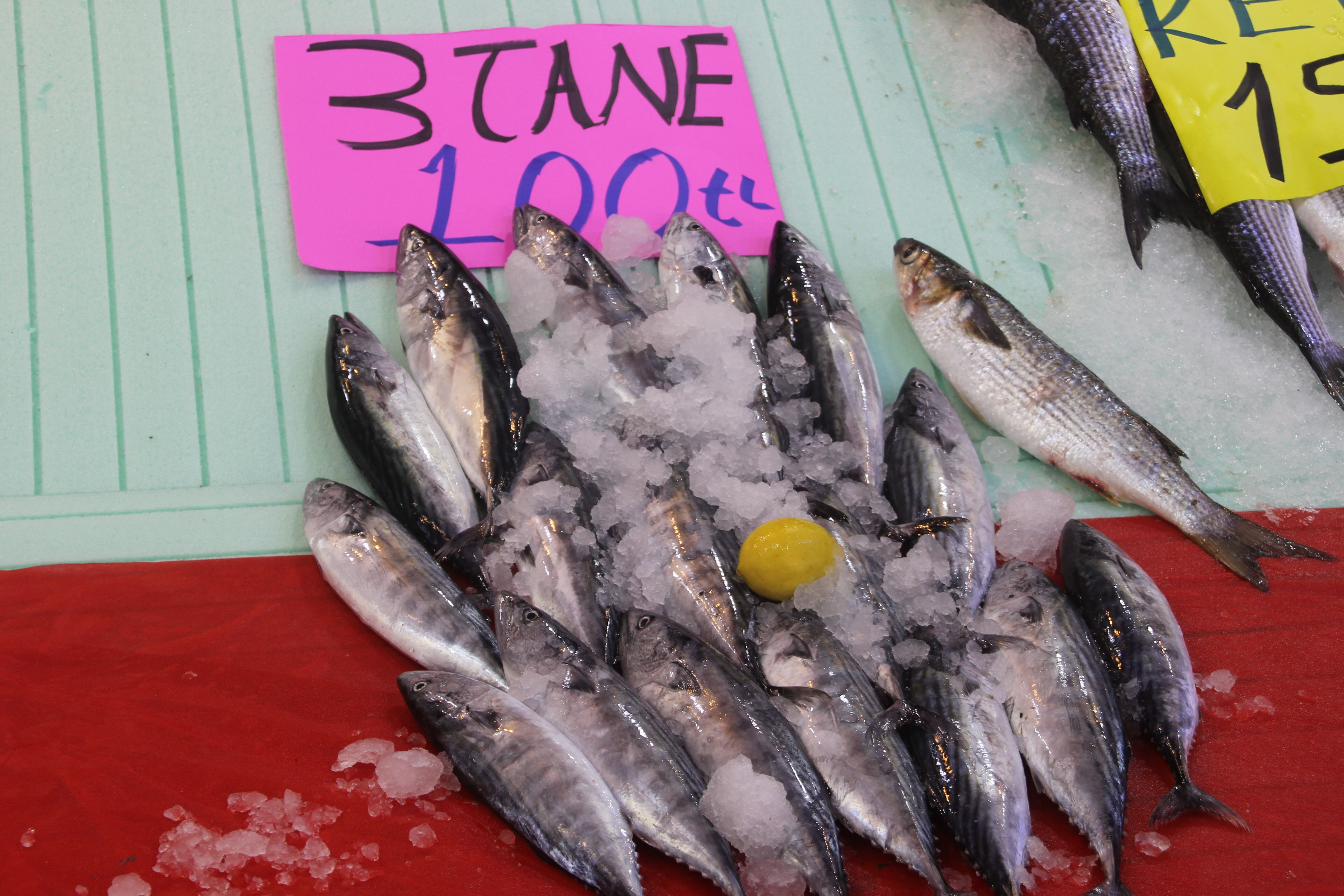 Denizden resmen fışkırıyor! Palamutun fiyatı sudan ucuz - 2. Resim