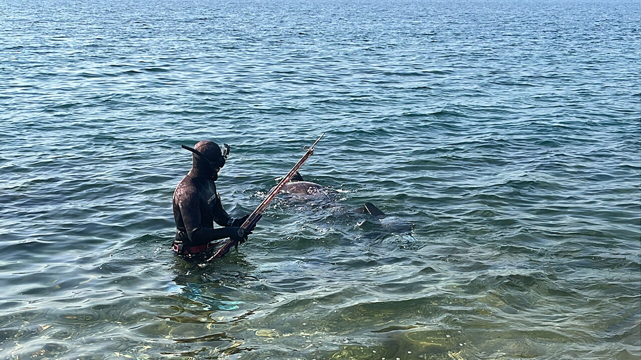 Ekipmanları parçaladı, ipler dayanmadı! Kocaeli'de 320 kilogram mavi yüzgeçli orkinos yakalandı - 2. Resim