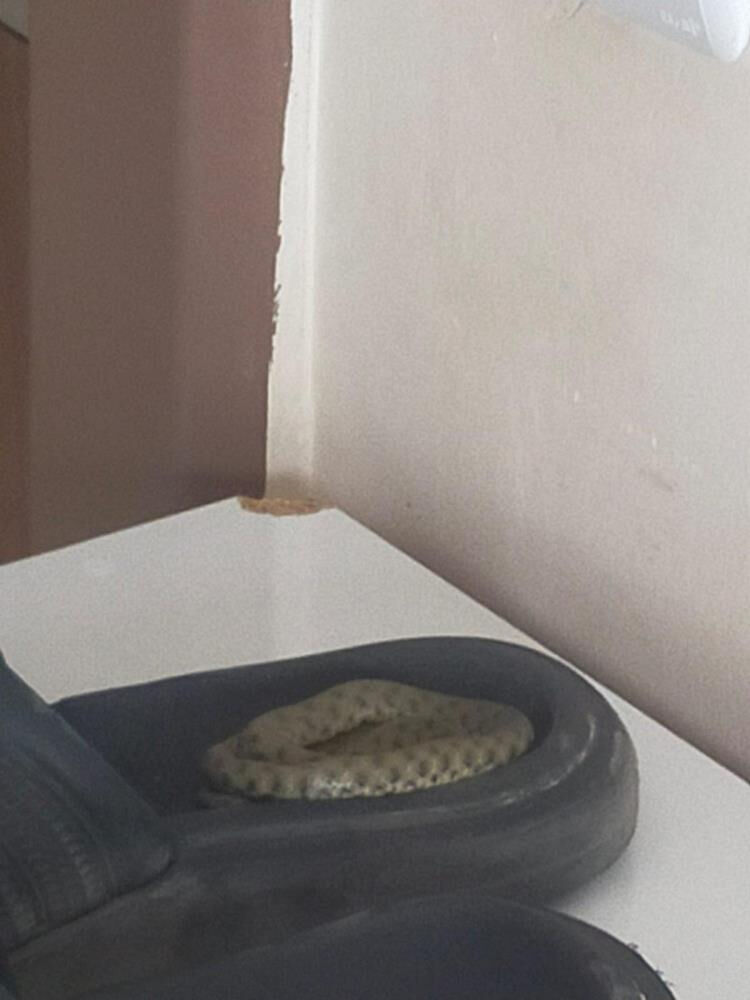 Elazığ'da yılan paniği! Terliğin içine girmiş halde bulundu - 1. Resim