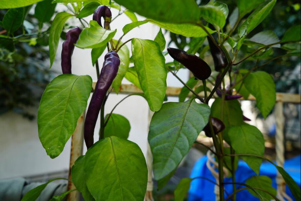 'Olmaz' denileni yaptı! 50 ülkeden topladı Samsun'a getirdi - 1. Resim