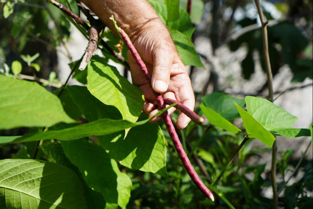 'Olmaz' denileni yaptı! 50 ülkeden topladı Samsun'a getirdi - 2. Resim