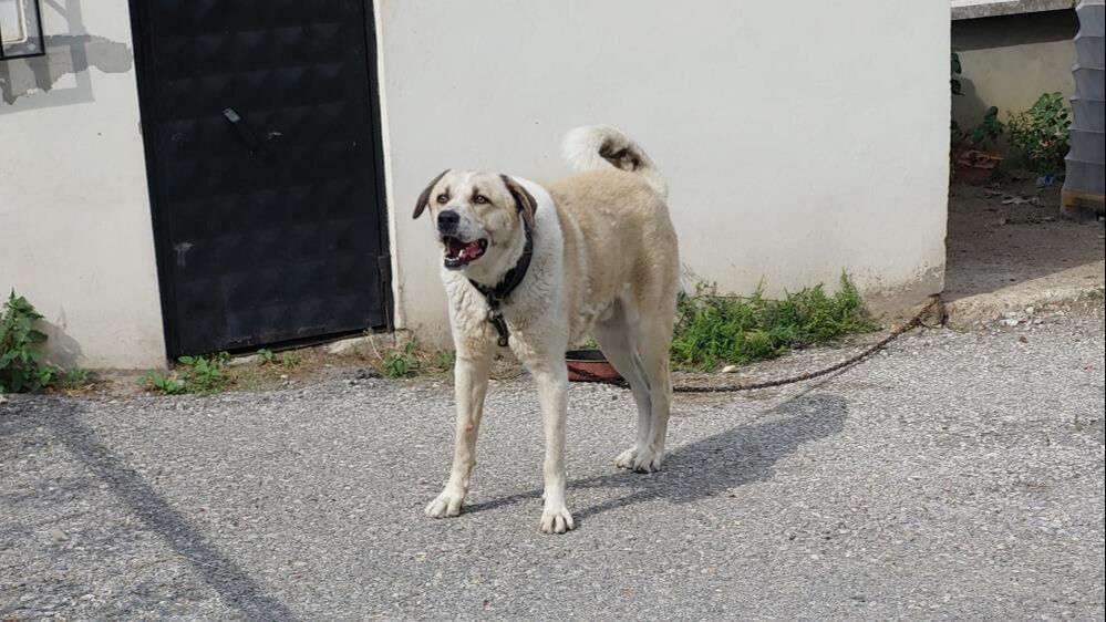 Samsun'da köpek vahşeti! Saldırıya uğrayan adam kanlar içinde kaldı - 1. Resim