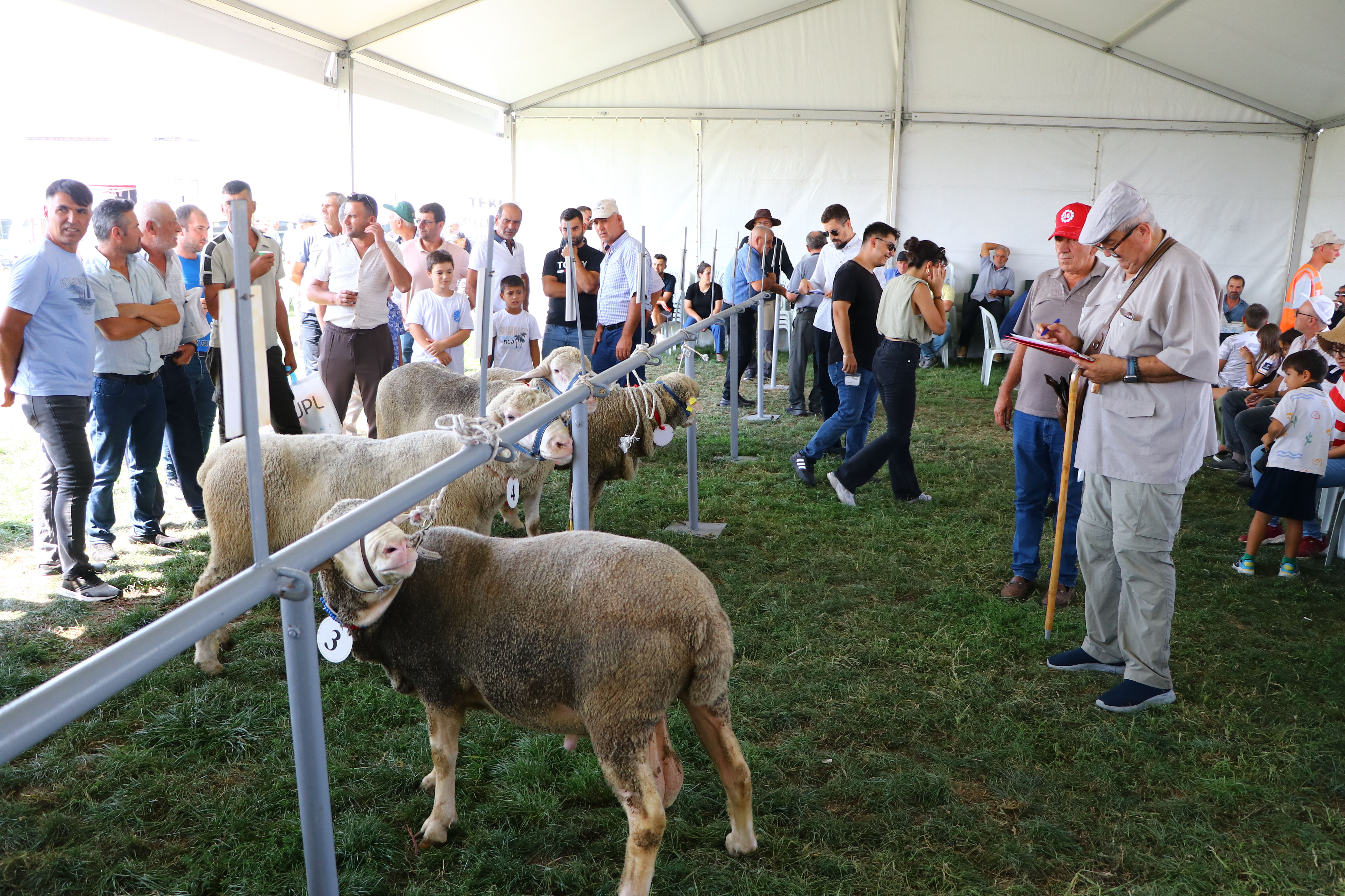 Tekirdağ'da koçun güzelini seçip, oğlak yeme yarışı yaptılar - 1. Resim