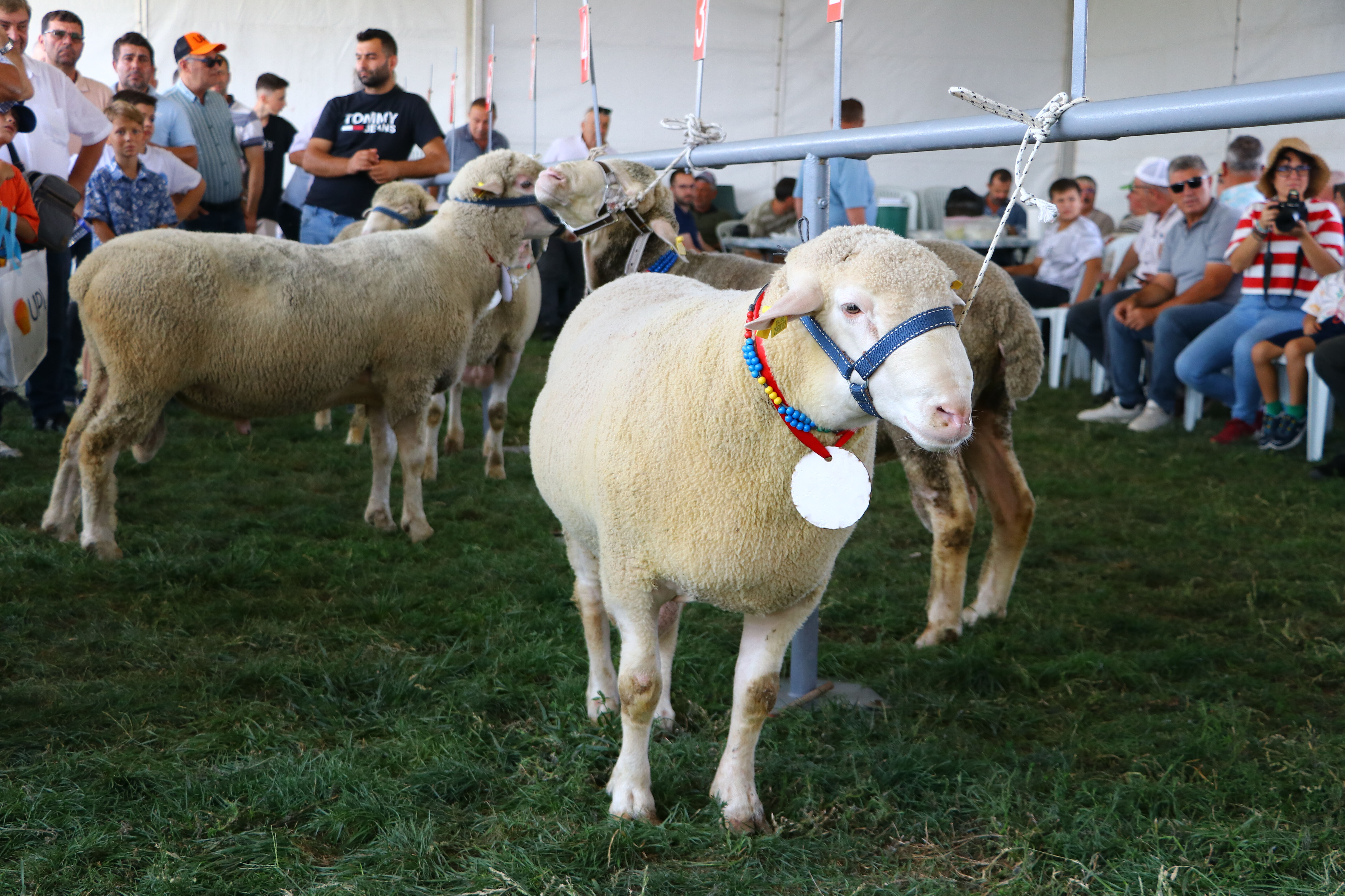 Tekirdağ'da koçun güzelini seçip, oğlak yeme yarışı yaptılar - 2. Resim