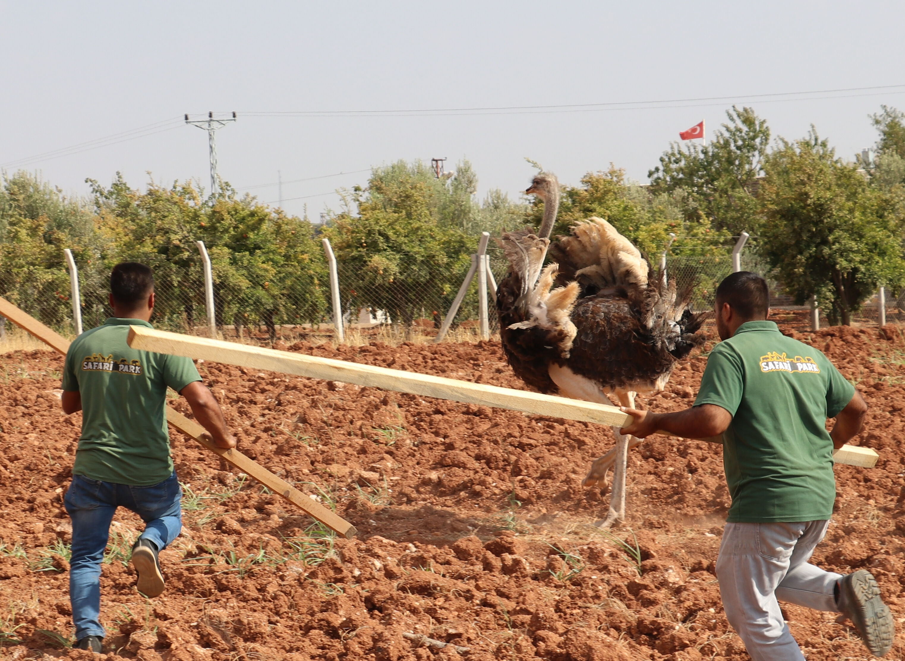 Kilis'te terleten kovalamaca! Sahipsiz deve kuşu zor yakalandı - 2. Resim