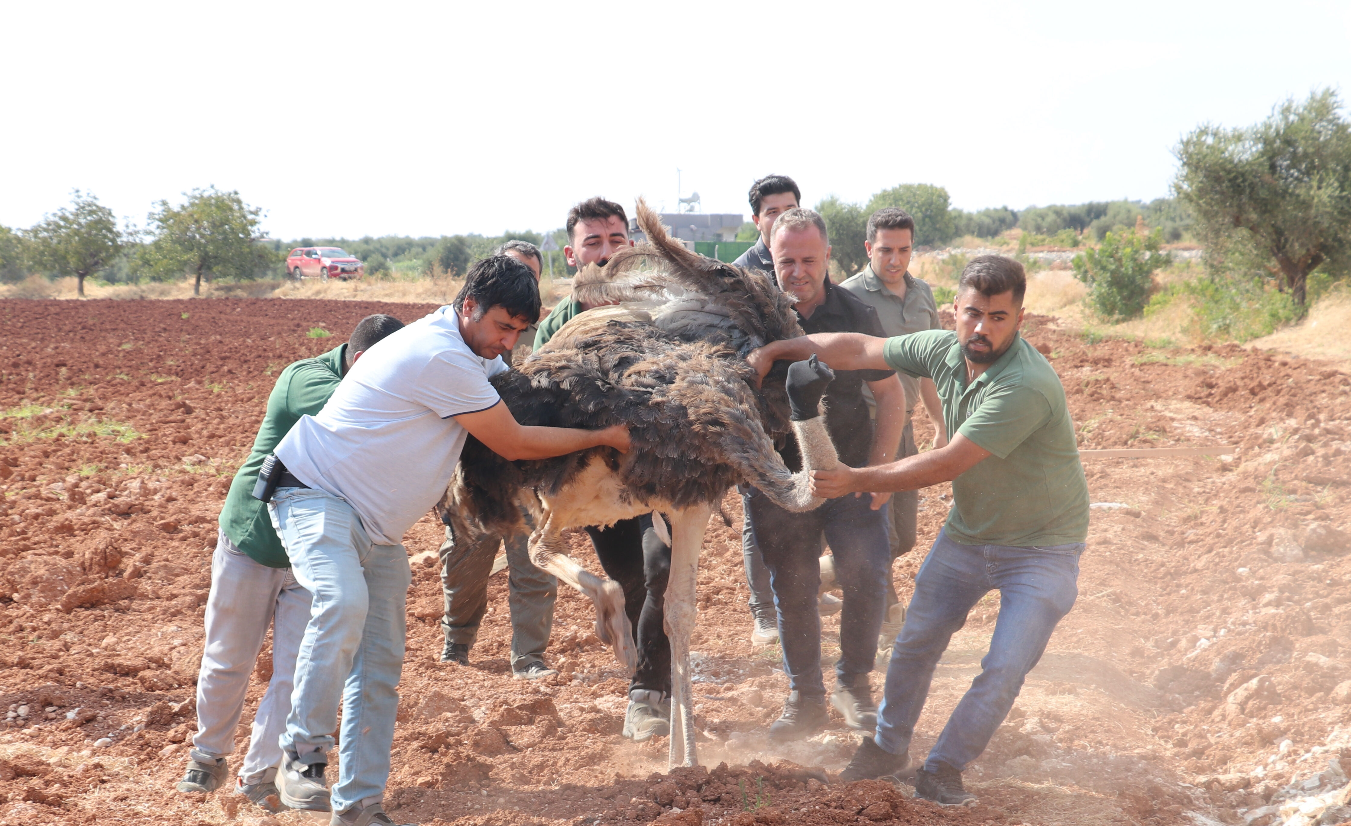 Kilis'te terleten kovalamaca! Sahipsiz deve kuşu zor yakalandı - 1. Resim