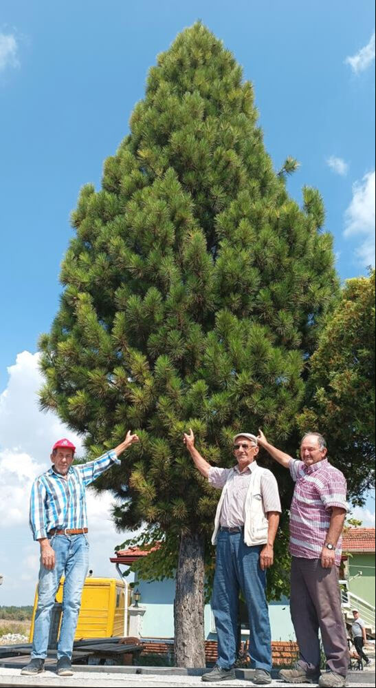 Nesli tehlike altında olan 'Ehrami' sadece Kütahya'da yetişiyor - 2. Resim