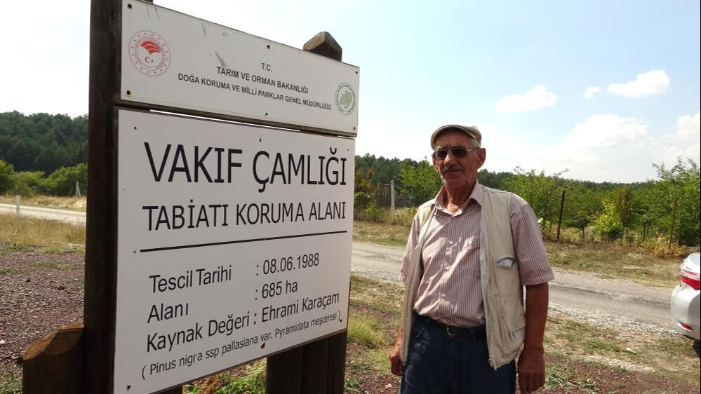Nesli tehlike altında olan 'Ehrami' sadece Kütahya'da yetişiyor - 1. Resim