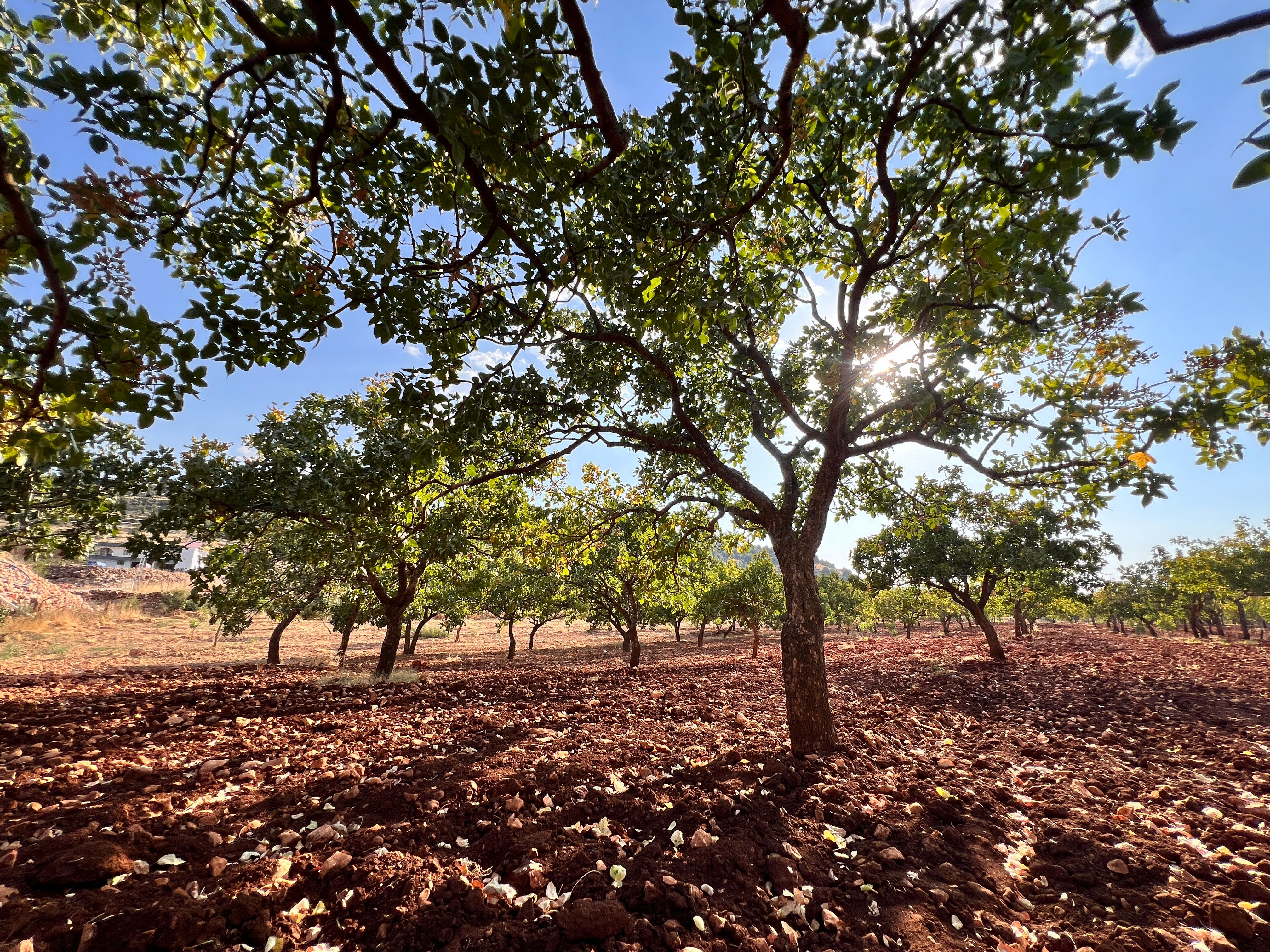 Yeşil altında hasat zamanı! Tarlada kilosu 200 TL - 1. Resim
