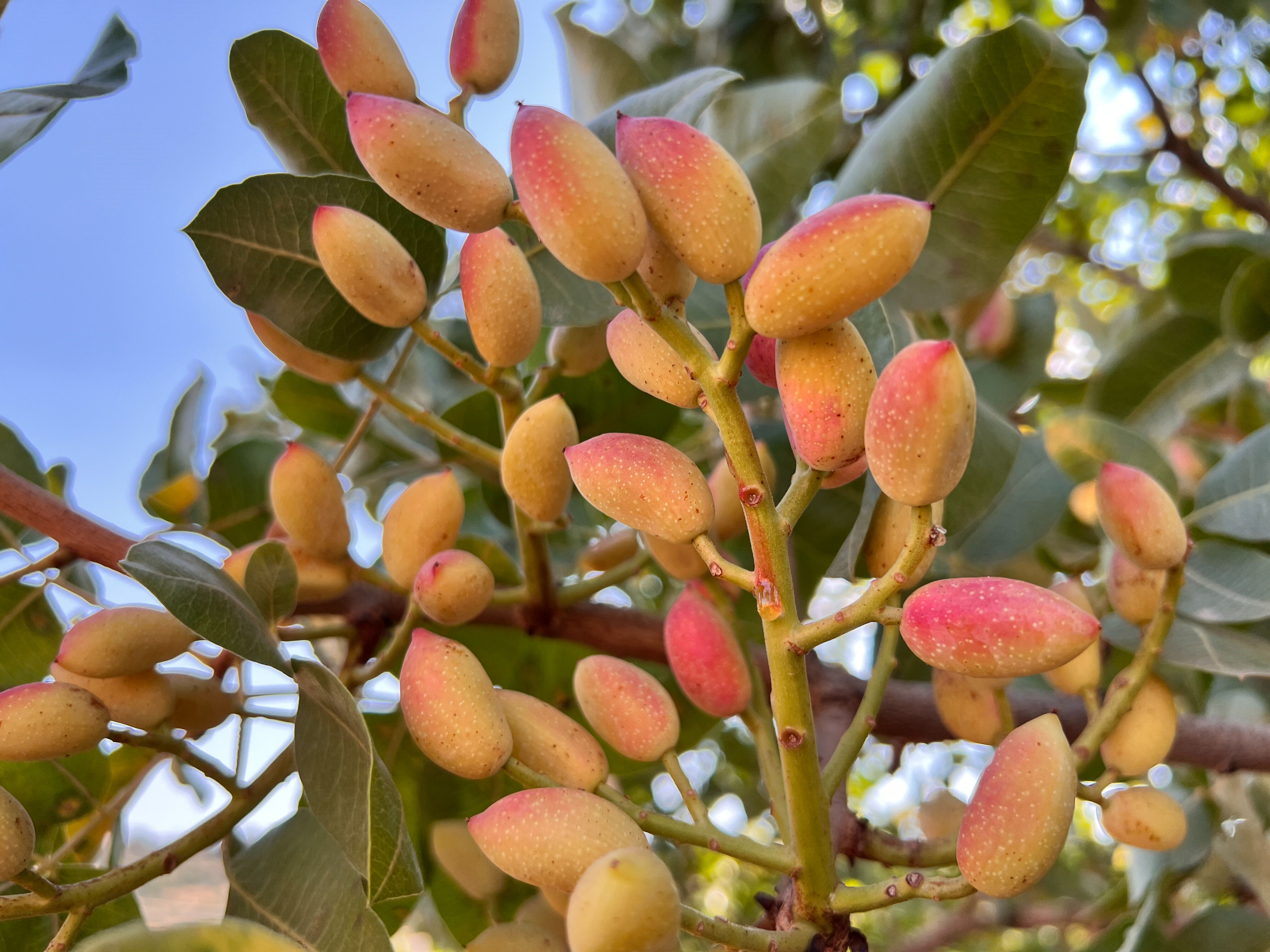 Yeşil altında hasat zamanı! Tarlada kilosu 200 TL - 2. Resim