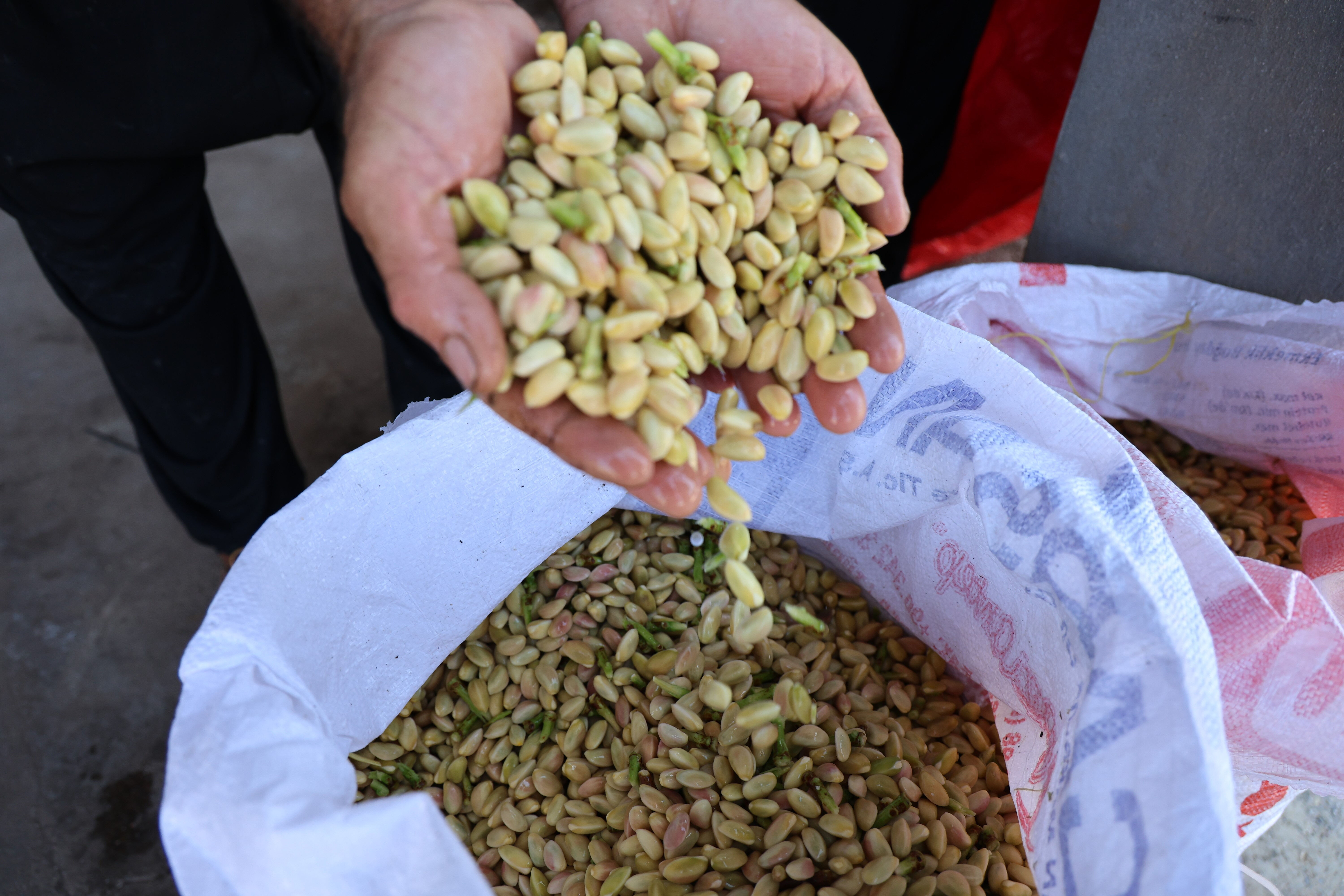 Yeşil altında hasat zamanı! Tarlada kilosu 200 TL - 3. Resim