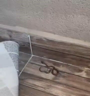 Elazığ'da şaşırtan olay! 4'üncü katın balkonuna yılan çıktı Elazığ'da şaşırtan olay! 4'üncü katın balkonuna yılan çıktı - 1. Resim