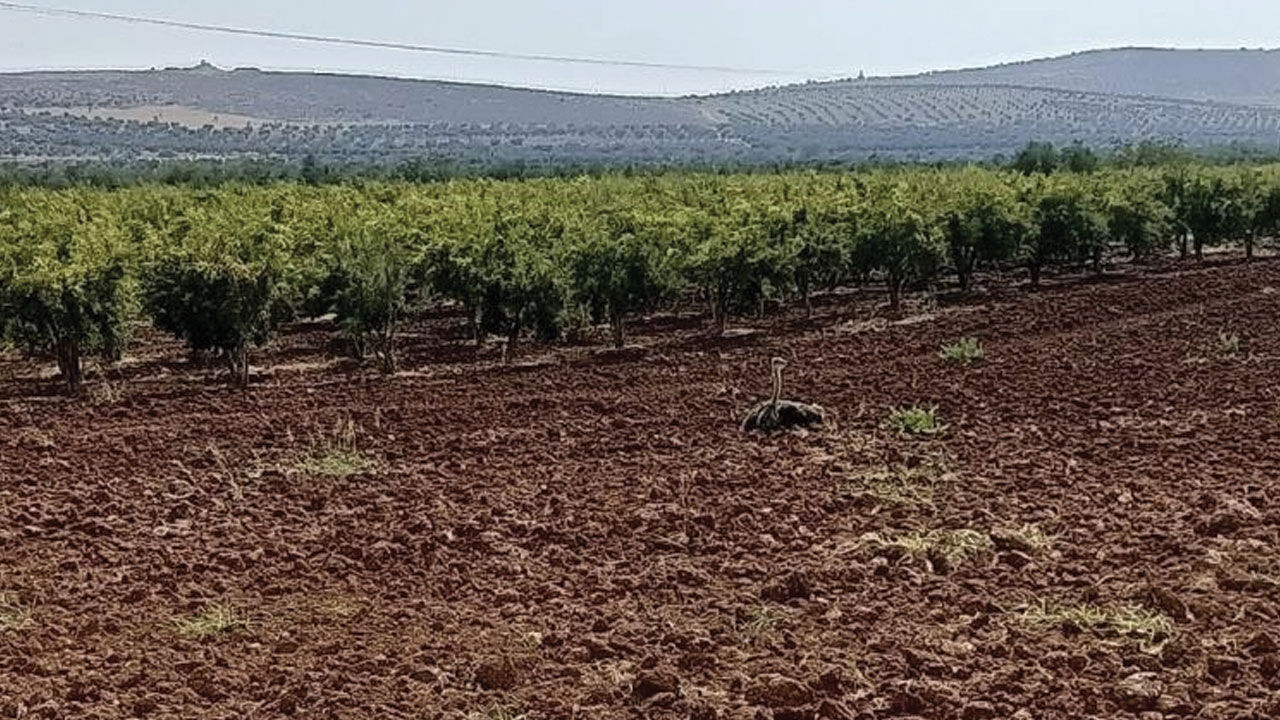 Suriye sınırından Türkiye'ye deve kuşu geçti! Ekipler Kilis'te yakaladı - 3. Resim