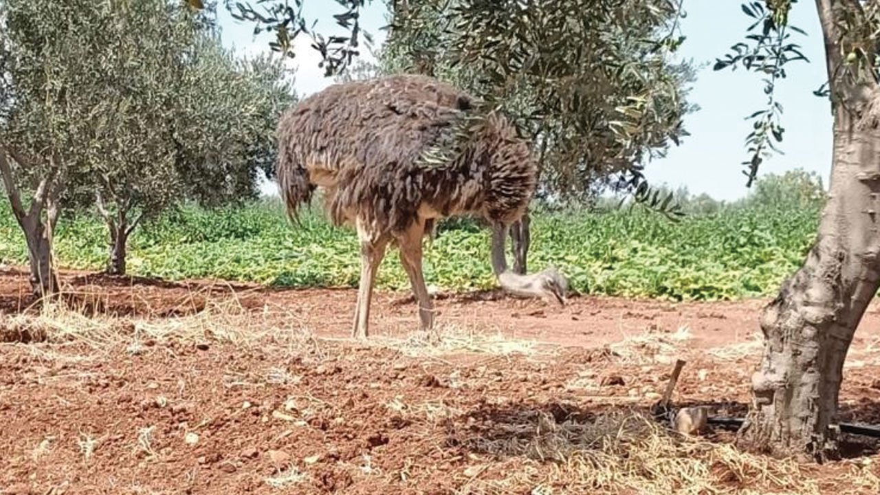 Suriye sınırından Türkiye'ye deve kuşu geçti! Ekipler Kilis'te yakaladı - 1. Resim