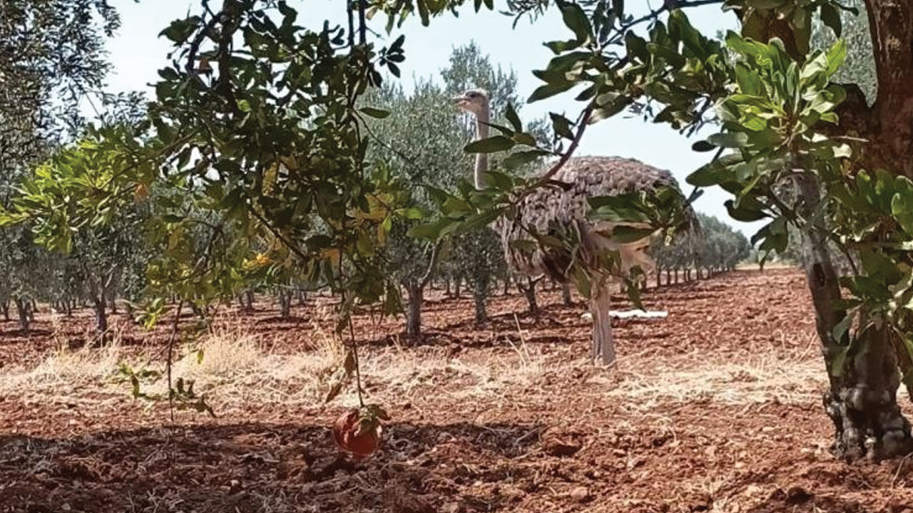 Suriye sınırından Türkiye'ye deve kuşu geçti! Ekipler Kilis'te yakaladı - 2. Resim
