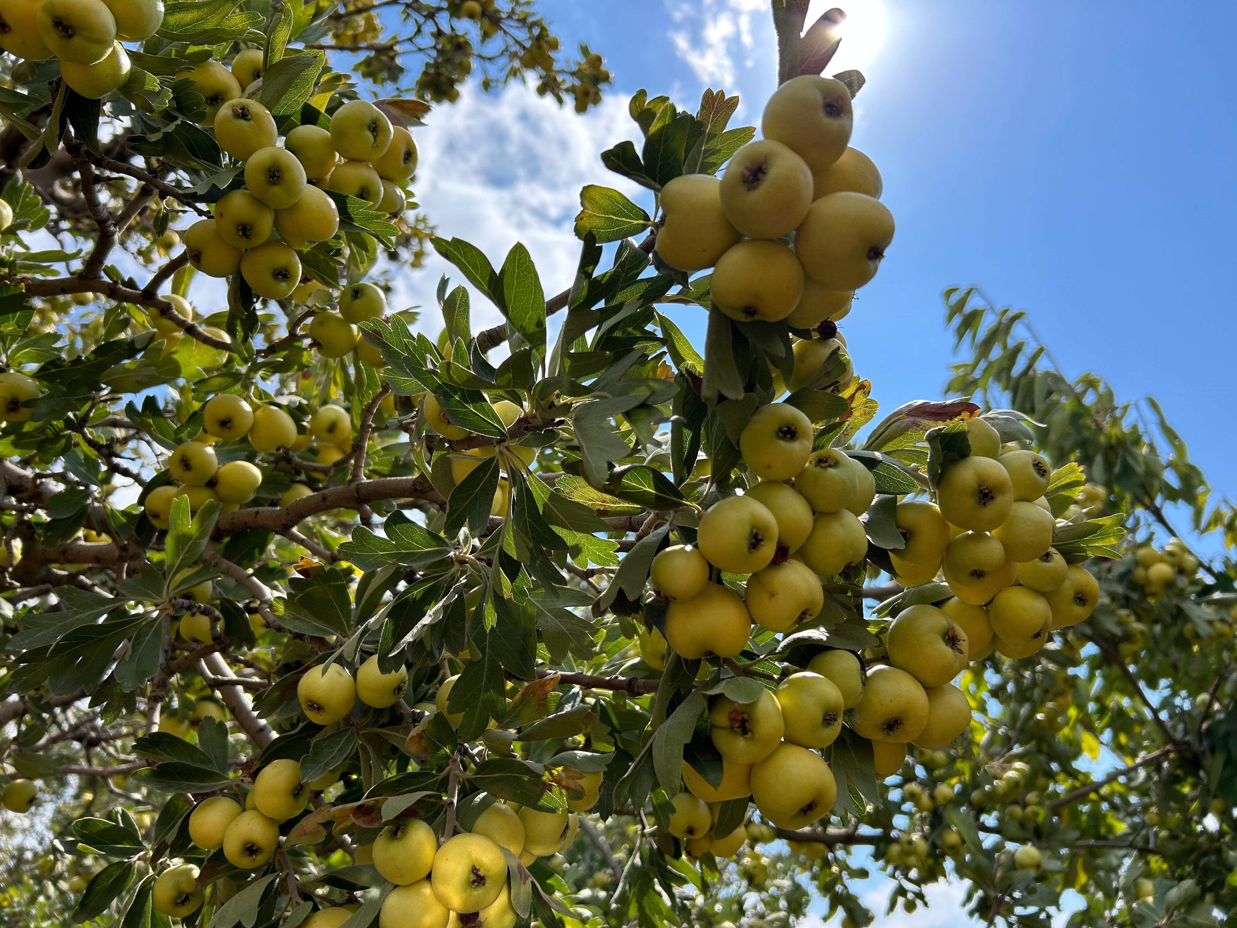 Tarlada kilosu 200 TL! İngiltere, Dubai, Hollanda ve daha birçok ülkeye ihraç ediliyor - 1. Resim