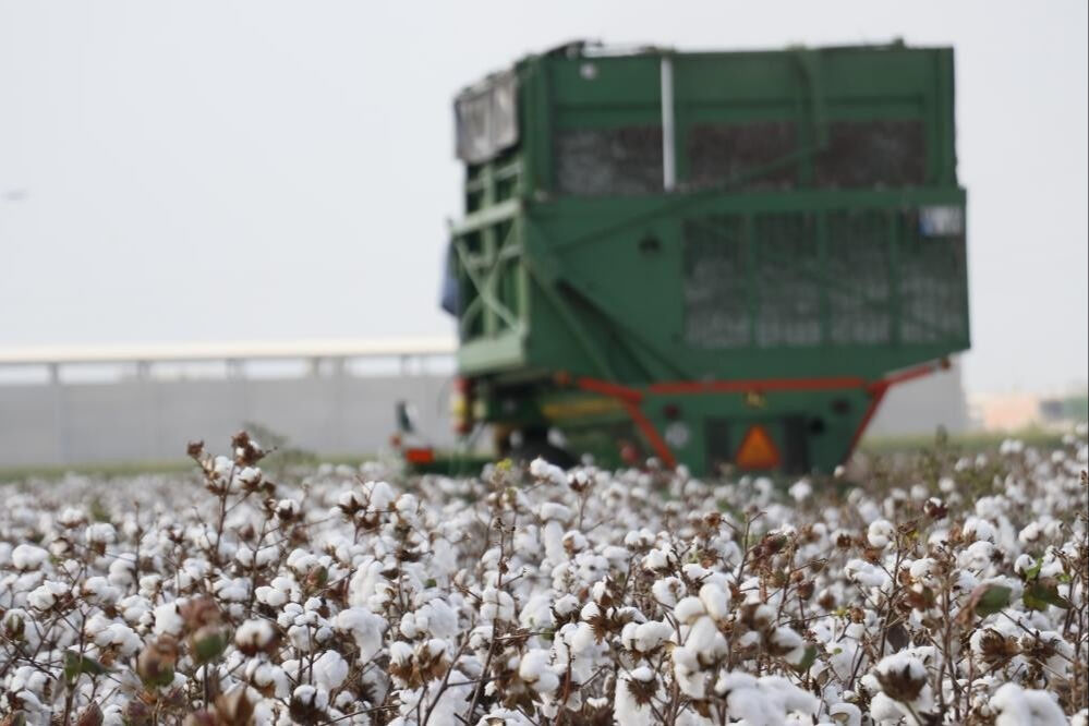 AB tescili alan Aydın’da pamuk toplama fiyatları da belli oldu - 1. Resim