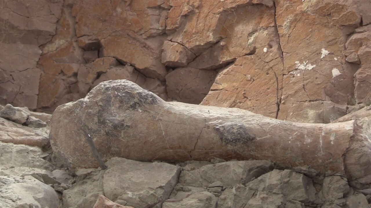 Çankırı'da fillerin ataları bulundu! 9 milyon yıllık kemikler incelemeye alındı Çankırı'da fillerin ataları bulundu! 9 milyon yıllık kemikler incelemeye alındı - 1. Resim