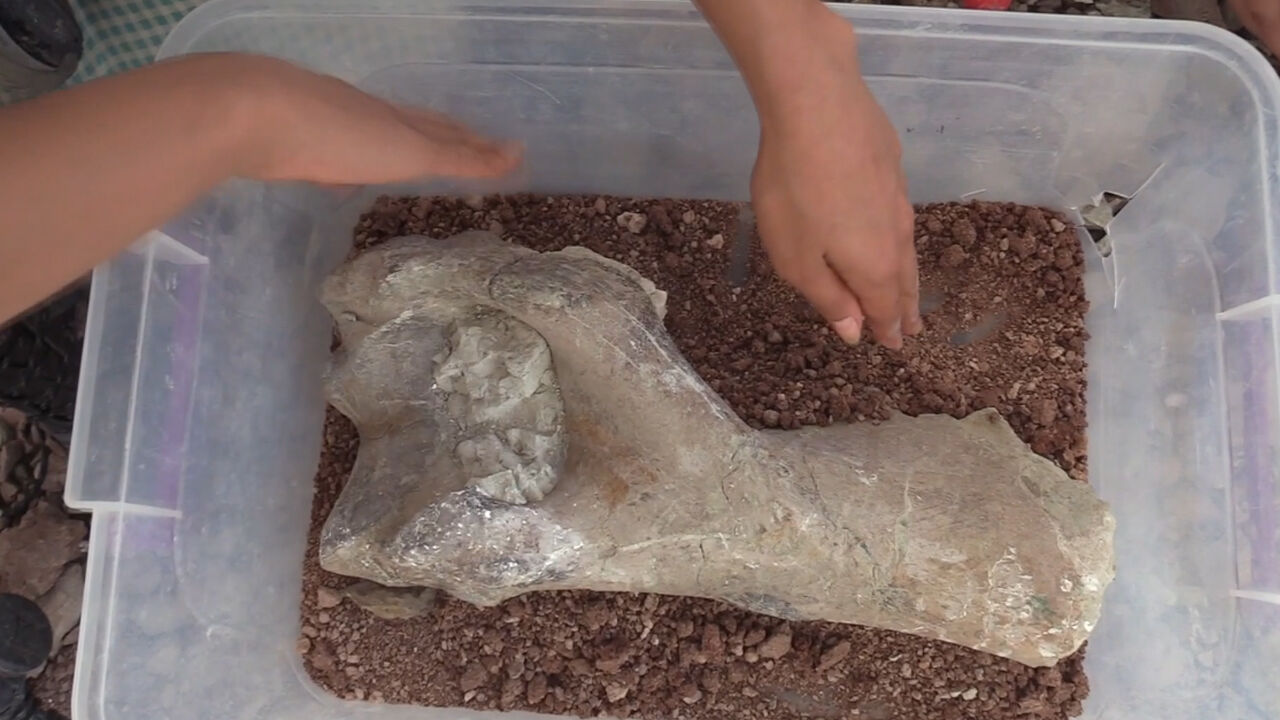 Çankırı'da fillerin ataları bulundu! 9 milyon yıllık kemikler incelemeye alındı Çankırı'da fillerin ataları bulundu! 9 milyon yıllık kemikler incelemeye alındı - 2. Resim