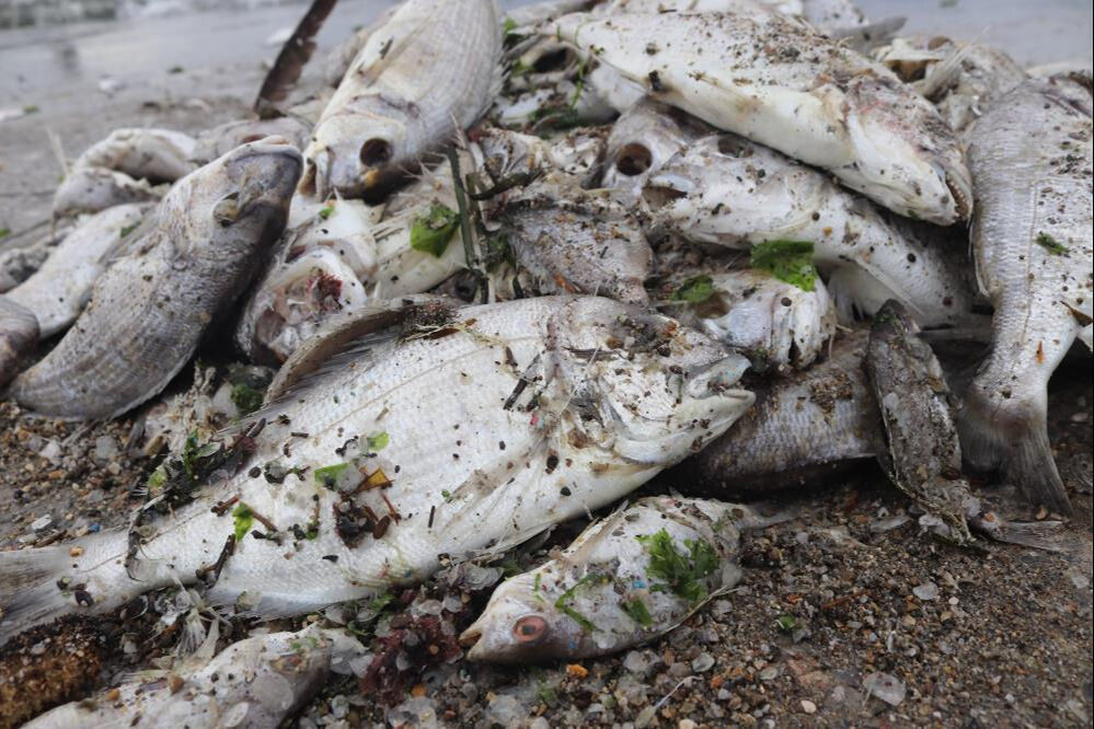 İzmir Körfezi'nde tüm uyarılara rağmen ölü balıkları topluyorlar - 3. Resim