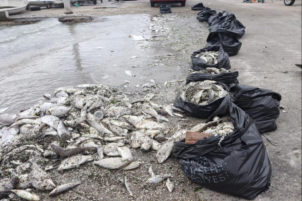İzmir Körfezi'nde tüm uyarılara rağmen ölü balıkları topluyorlar - 5. Resim