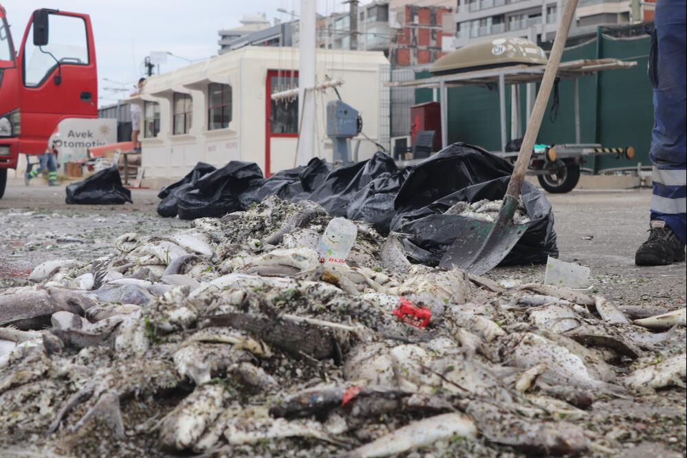 İzmir Körfezi'nde tüm uyarılara rağmen ölü balıkları topluyorlar - 4. Resim