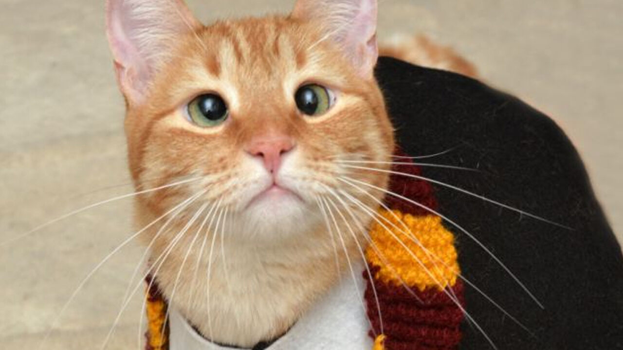Şaşı kedi Jarvis P. Weasley internette yıldız oldu - 1. Resim