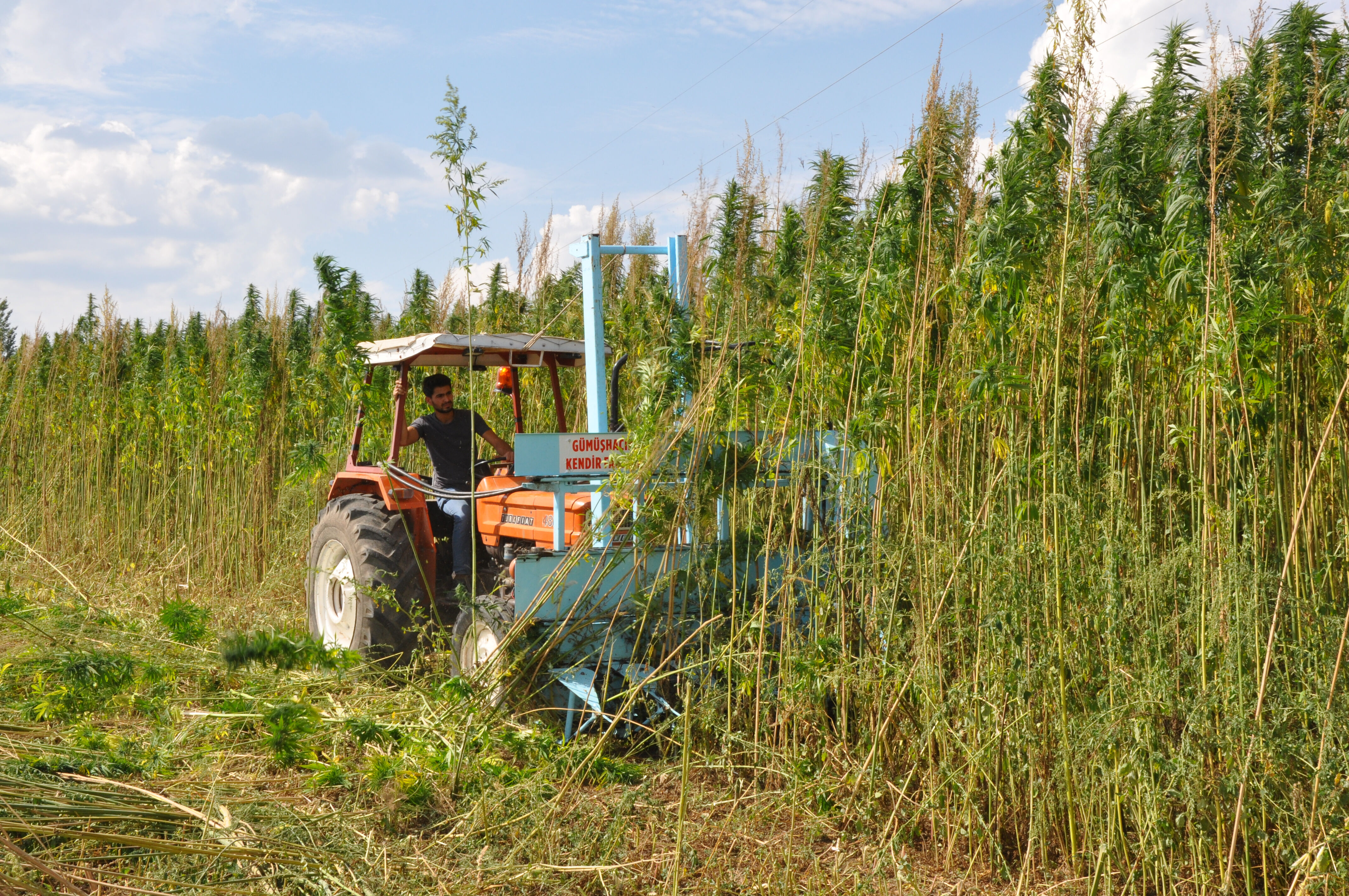 40 yıllık ata tohumlarıyla ekilen kenevirin Amasya'da hasadı başladı - 1. Resim