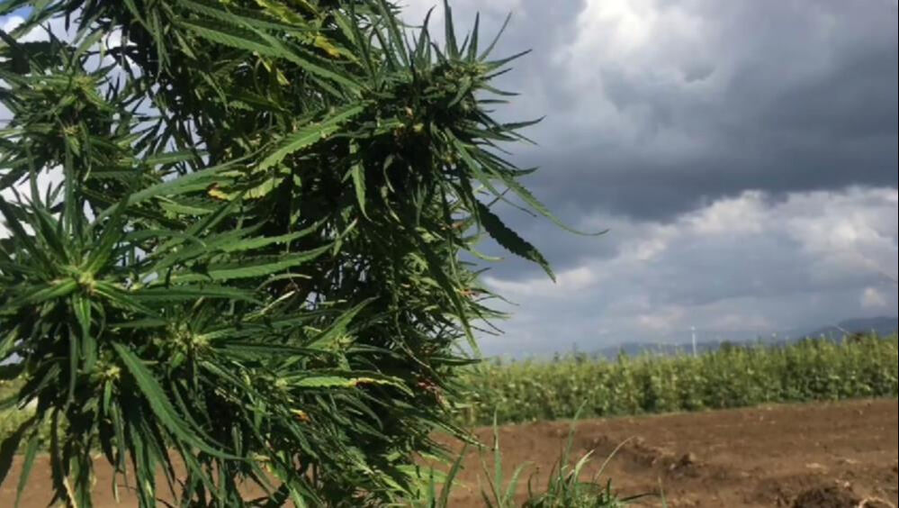 Aydın'da mısır tarlasına uyuşturucu eken şüpheli yakalandı - 2. Resim