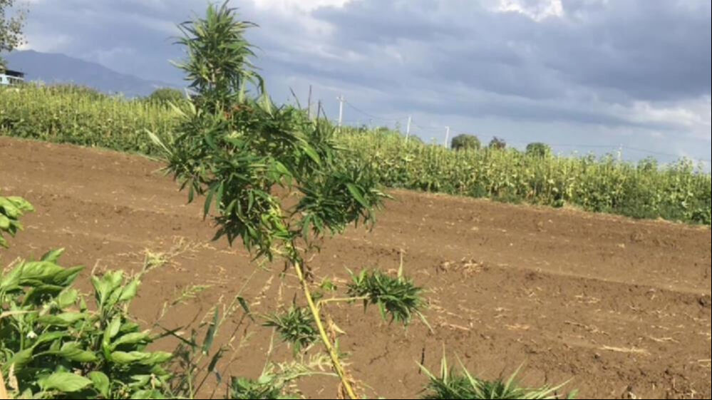 Aydın'da mısır tarlasına uyuşturucu eken şüpheli yakalandı - 1. Resim