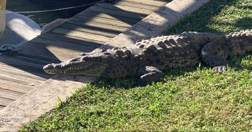 Çiftçiyi yiyen timsah, silahla vurularak etkisiz hale getirildi - 1. Resim