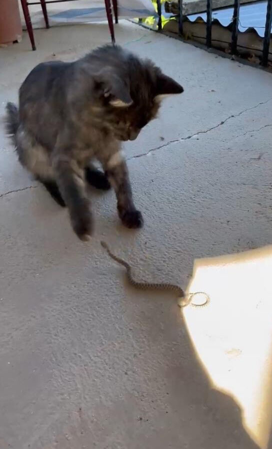 Elazığ'da yılan ile kedinin kavgası kameraya yansıdı - 1. Resim